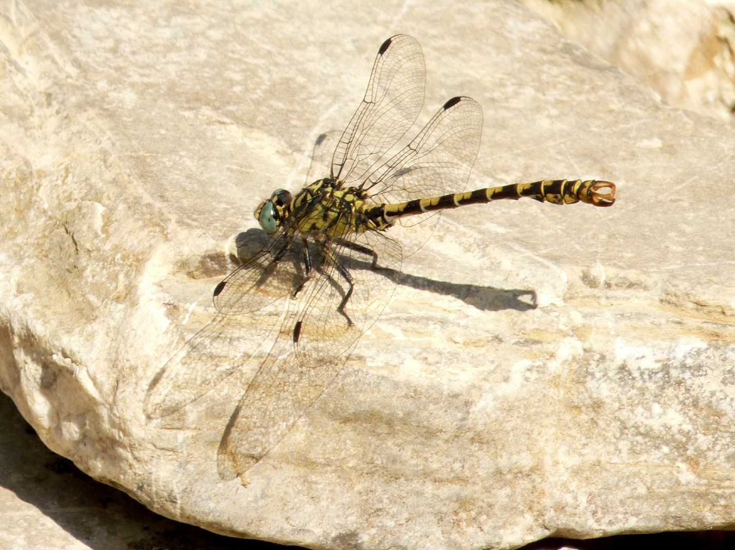 Onychogomphus forcipatus unguiculatus